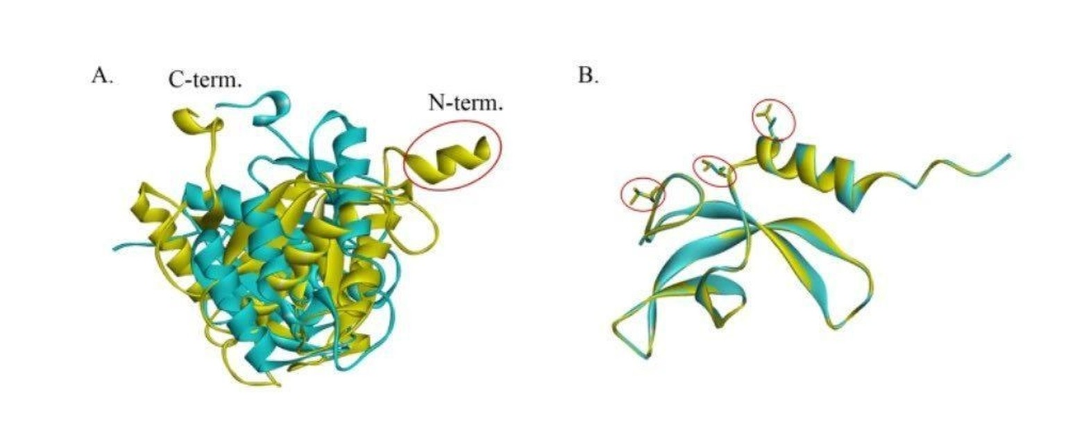 Strukturdarstellung des neuen Bakteriums Niallia tiangongensis.