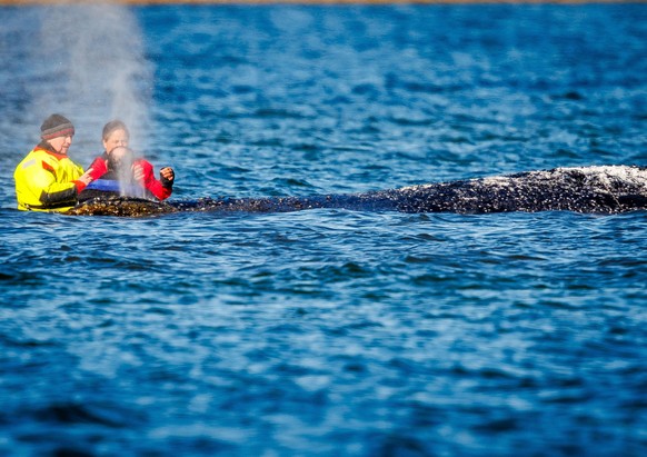 26.04.2026, Mecklenburg-Vorpommern, F�hrdorf (Poel): Mecklenburg-Vorpommerns Umweltminister Till Backhaus (SPD, l) informiert sich am gestrandeten Buckelwal vor der Insel Poel �ber den Zustand des Tie ...