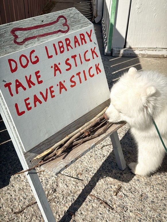 cute news tier hund

https://imgur.com/gallery/good-library-OAbkA9L#/t/aww