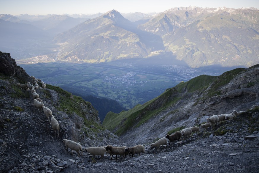 1300 Schafe wandern von einer Weide zur anderen, am Freitag, 7. August 2020, beim &quot;Schafuebergang&quot; unter dem Gipfel des Falknis (2562 Meter) zwischen dem Guschasattel und Flaescher Fuerggli, ...