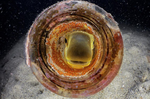 Eine weggeworfene Bierflasche als Nest für einen Schleimfisch, Chowder Bay, New South Wales, Australien.