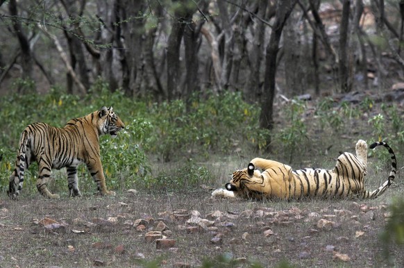 FILE - Tigers are visible in Ranthambore National Park in Sawai Madhopur, India on April 12, 2015. Prime Minister Narendra Modi announced on Sunday, April 9, 2023 to much applause that the country…