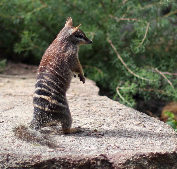 Numbat