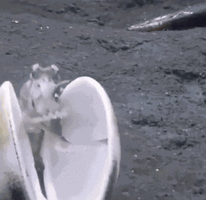 Animiertes GIF