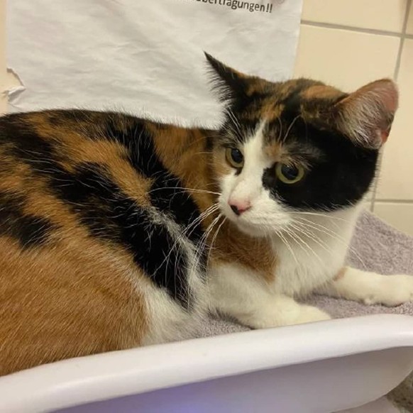40 Katzen unhygienisch gehalten im Kanton Aargau