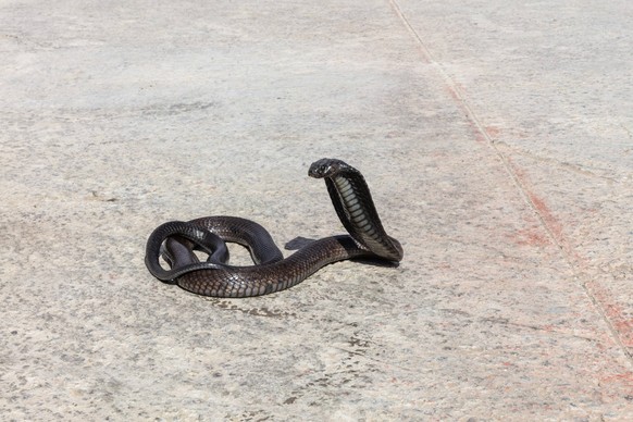 Eine aufgerichtete Kobra auf Asphalt in der Sonne An erect cobra on asphalt in the sun Copyright: imageBROKER/NorbertxAchtelik ibxnac15841075.jpg Bitte beachten Sie die gesetzlichen Bestimmungen des d ...