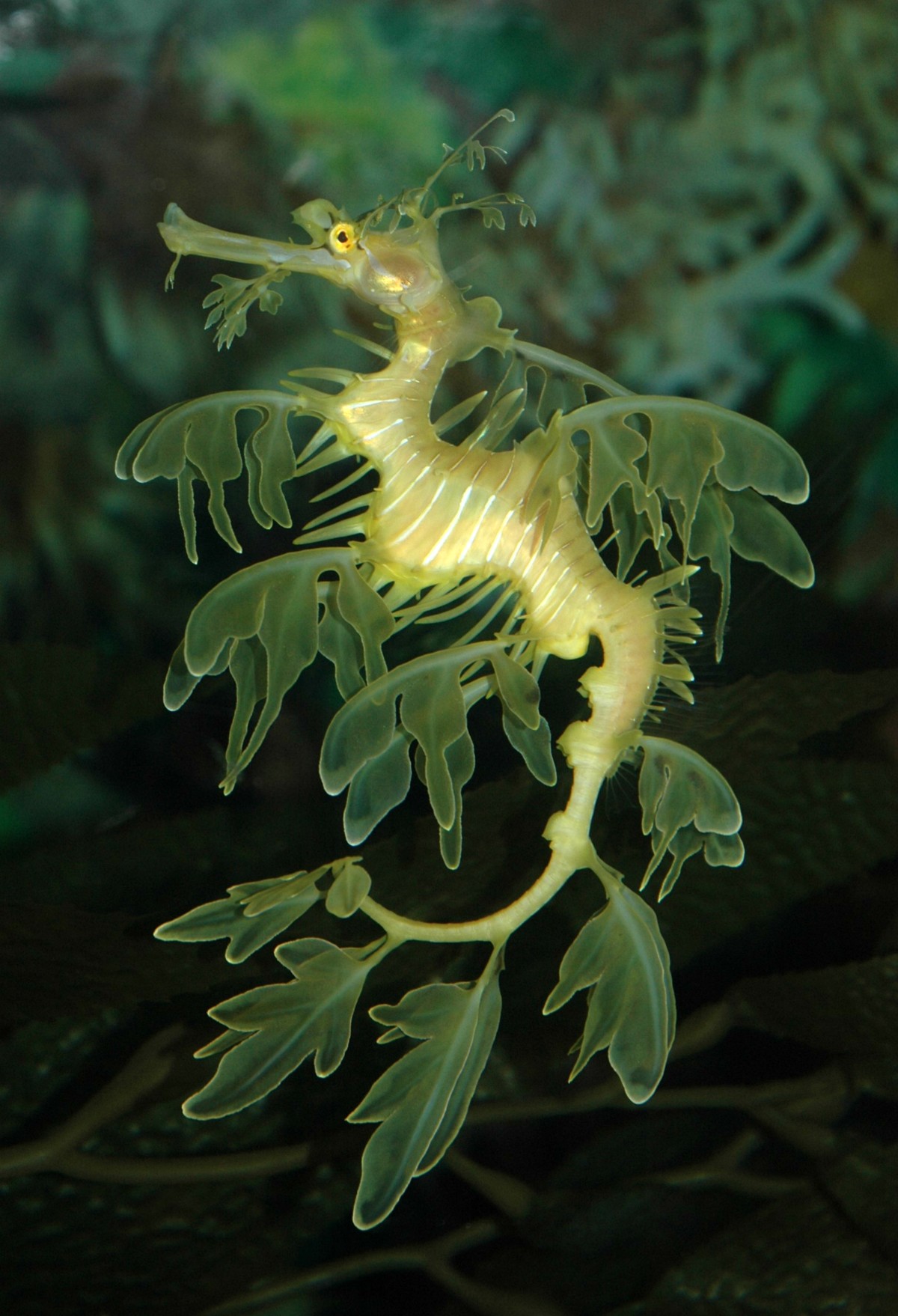 Grosser Fetzenfisch