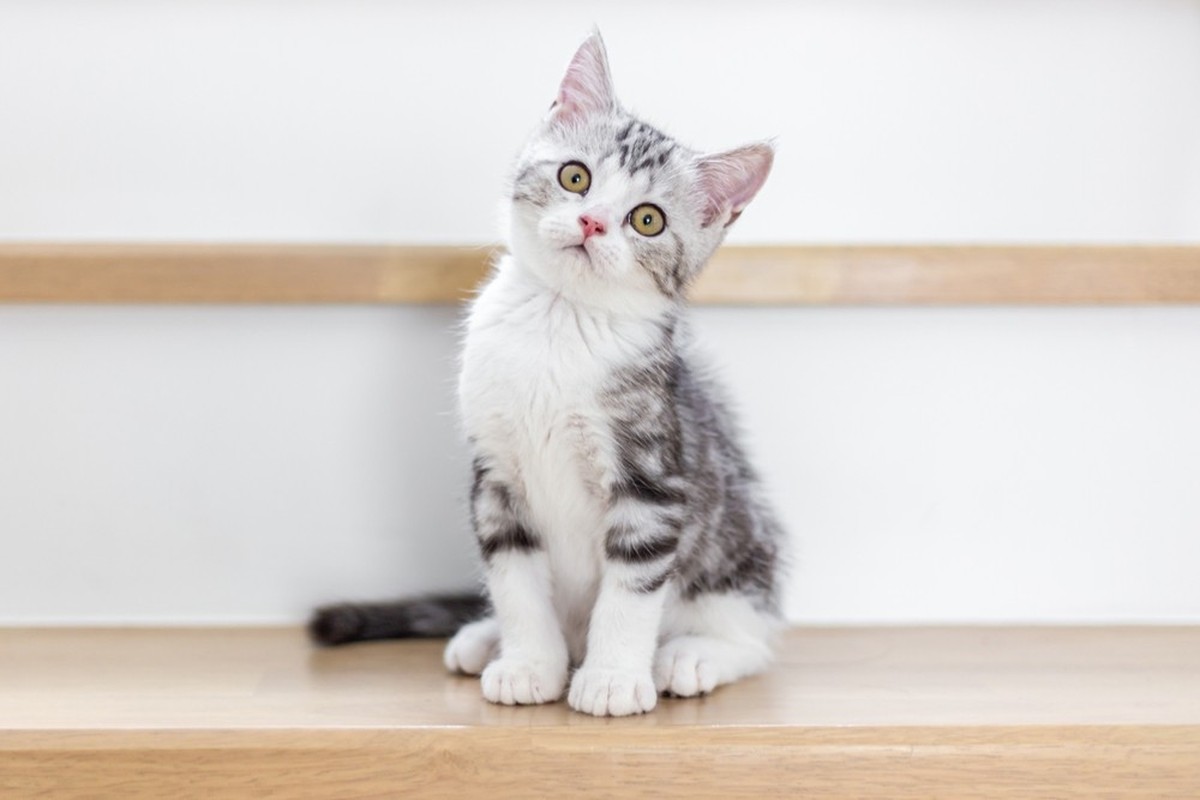 Katze