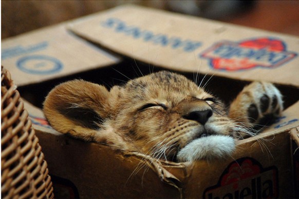 Junger Löwe in einer Kartonschachtel.

https://caterville.tumblr.com/post/78900924365/big-cats-like-boxes-too