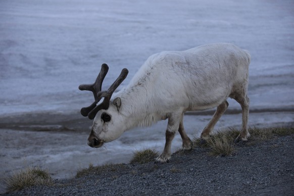 Svalbard Rentier rangifer tarandus platyrhynchus Svalbard reindeer rangifer tarandus platyrhynchus Copyright: imageBROKER/SunbirdxImages iblmup13695740.jpg Bitte beachten Sie die gesetzlichen Bestimmu ...