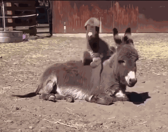 Animiertes GIF