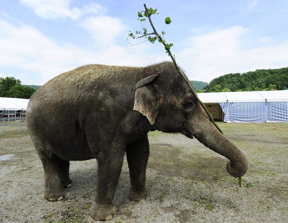 Elephant Sabu, munches a branch during a press conference in Wettingen, Switzerland on Monday June 7, 2010. Sabu was chased through the city of Zurich on Sunday evening after escaping her home. The 26 ...