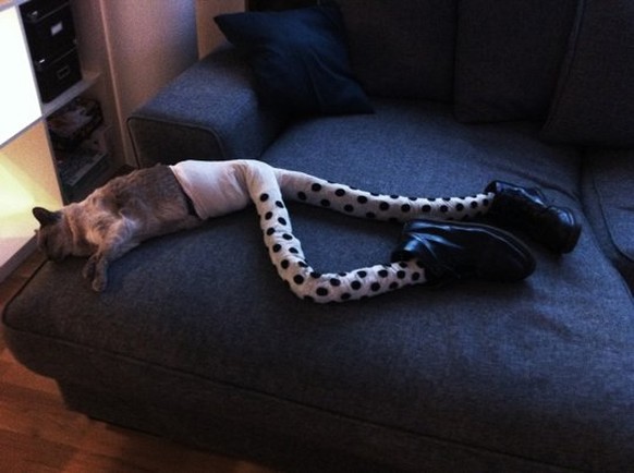 Katze mit langen Beinen.

https://www.reddit.com/r/funny/comments/1y79bu/so_we_put_some_fake_legs_on_our_cat_and_now_we/
