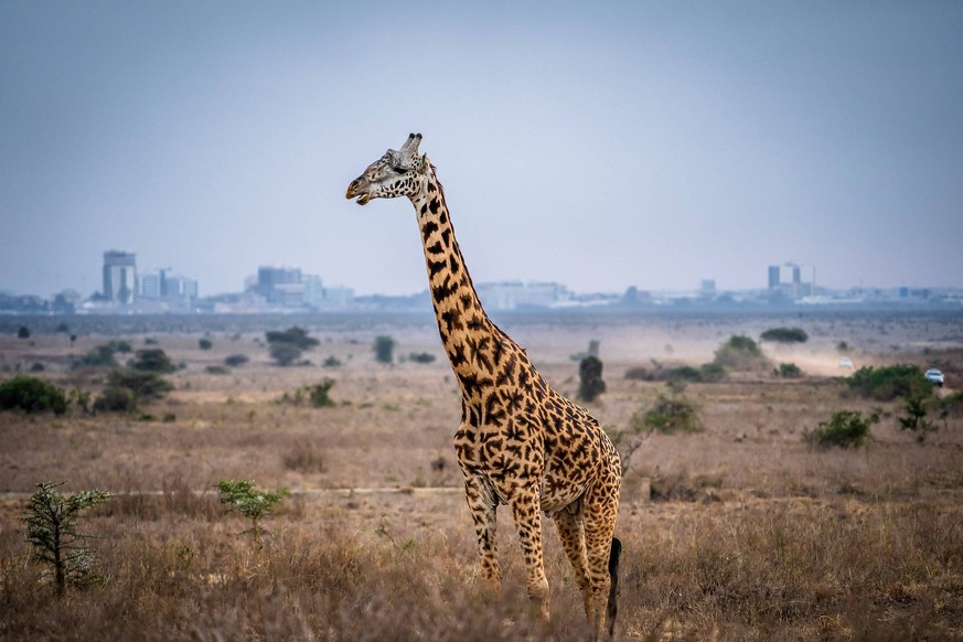 Nairobi National Park in Nairobi, Kenya - February 02, 2023 A giraffe seen in Nairobi National Park.  Nairobi is the only city in the world with a national park in it.  The precarious balance between...
