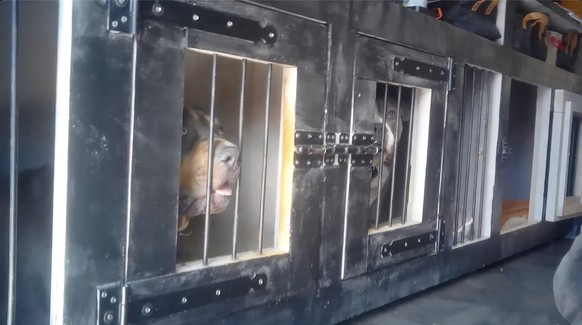 The Netherlands | 2024 | Investigation into the puppy trade on social media in the NL. Adult dogs in the house of a Dutch breeder selling on Facebook who had a UBN registration for one litter but had  ...