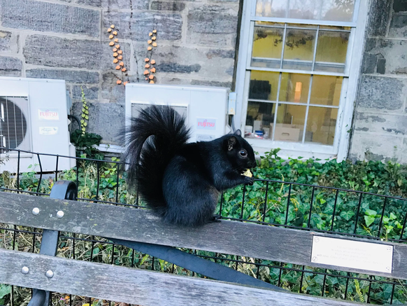 cute news animal tier squirrel eichhörnchen


https://www.reddit.com/r/squirrels/comments/t9ssfs/black_squirrels_i_saw_in_central_park/