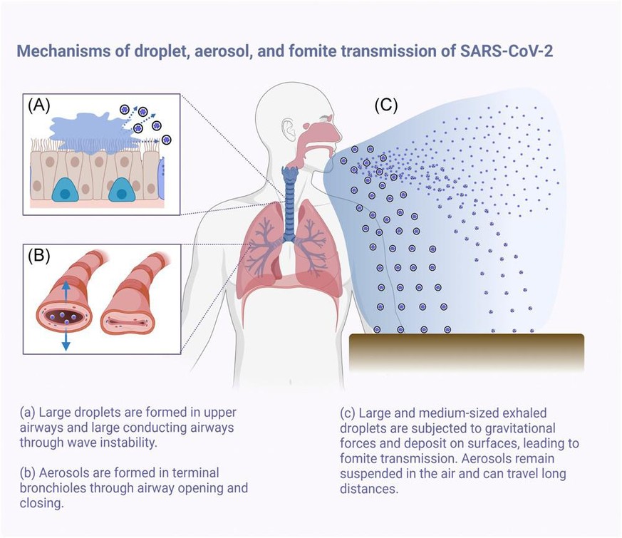 Mechanisms of droplet, aerosol, and fomite transmission of SARS-CoV-2. 
https://onlinelibrary.wiley.com/doi/full/10.1002/ppul.25330