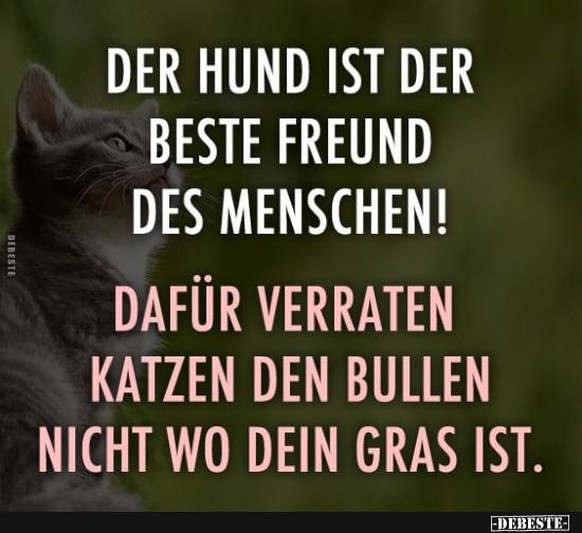 Heute kommt das grosse Katzenbaby-Special – und 12 andere Tierbilder\nIch Hunde Fraktion....gebe aber der Katzen Gilde auch recht...