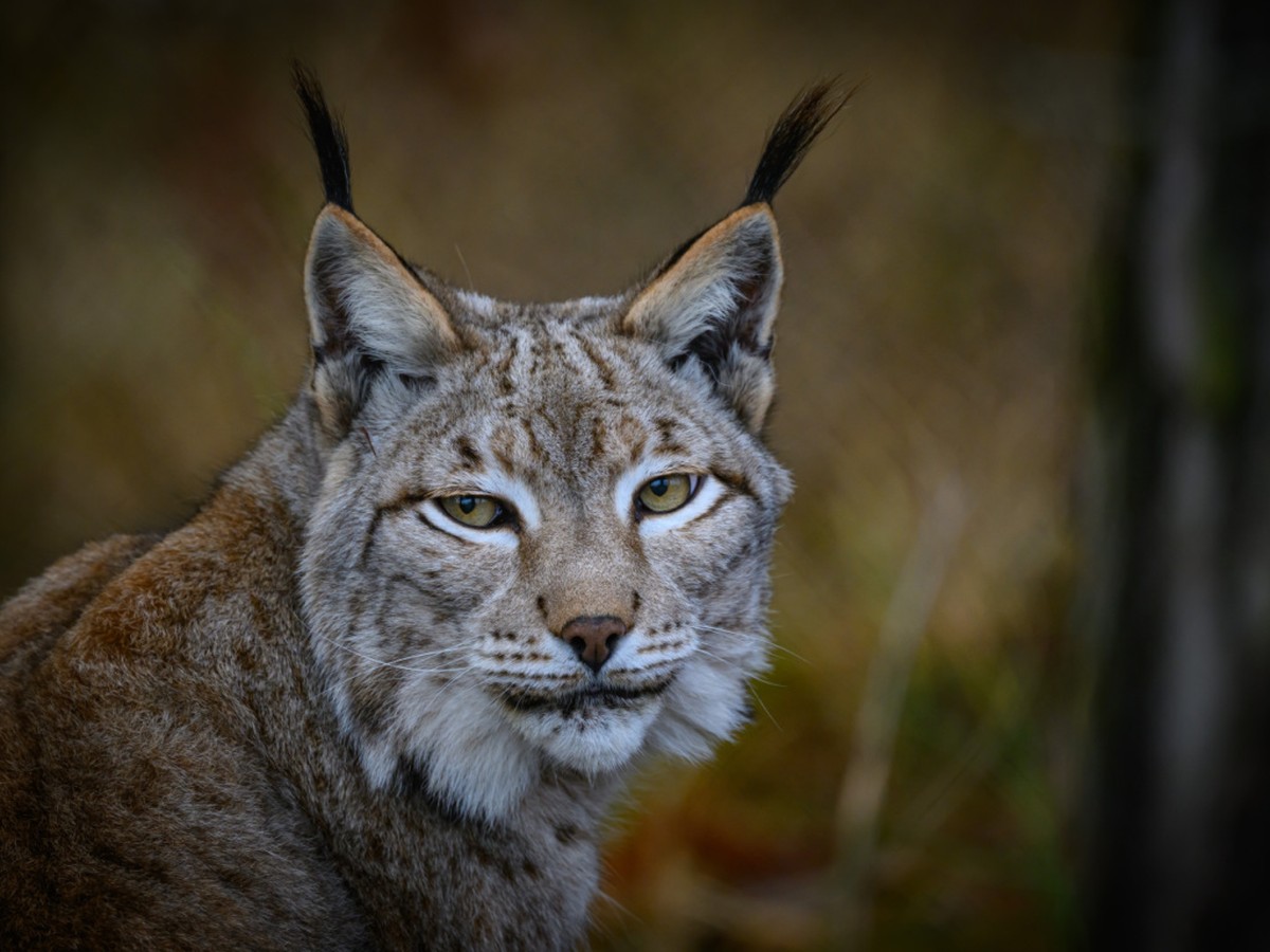 Le lynx, qui ne compte que 150 individus en France, dont une dizaine dans les Vosges, est en "danger critique d'extinction". (Archives)