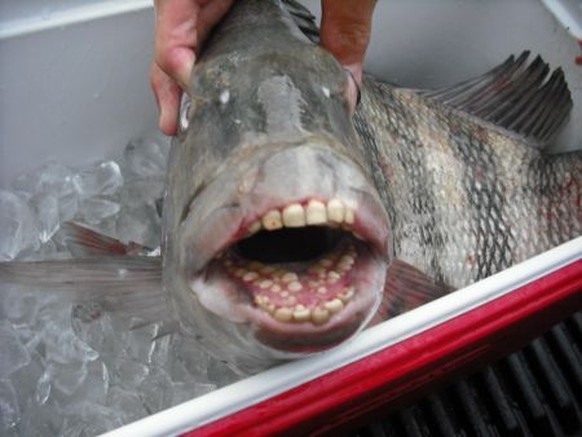 Fisch mit gruseligen Zähnen
Picdump
http://www.louisianasportsman.com/forum/pics/p1278984468533270.jpg