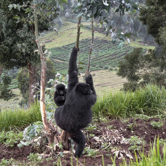 Africa, Rwanda, Volcanoes National Park. Female mountain gorilla with her baby climbing a tree just outside the boundary of the park.