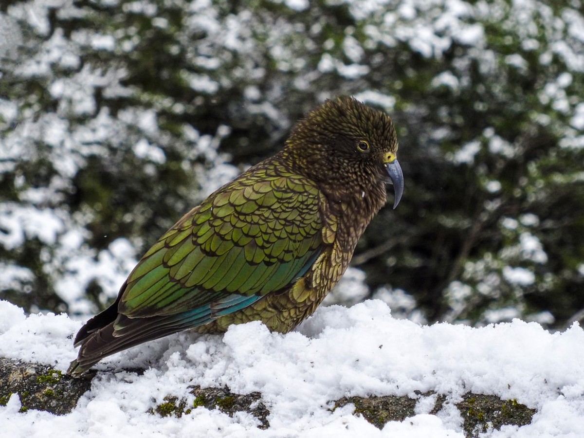 Der Kakapo in Neuseeland ist vom Aussterben bedroht.
