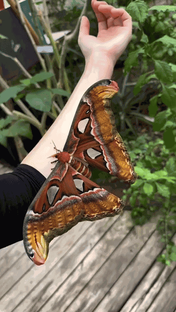 Animiertes GIF