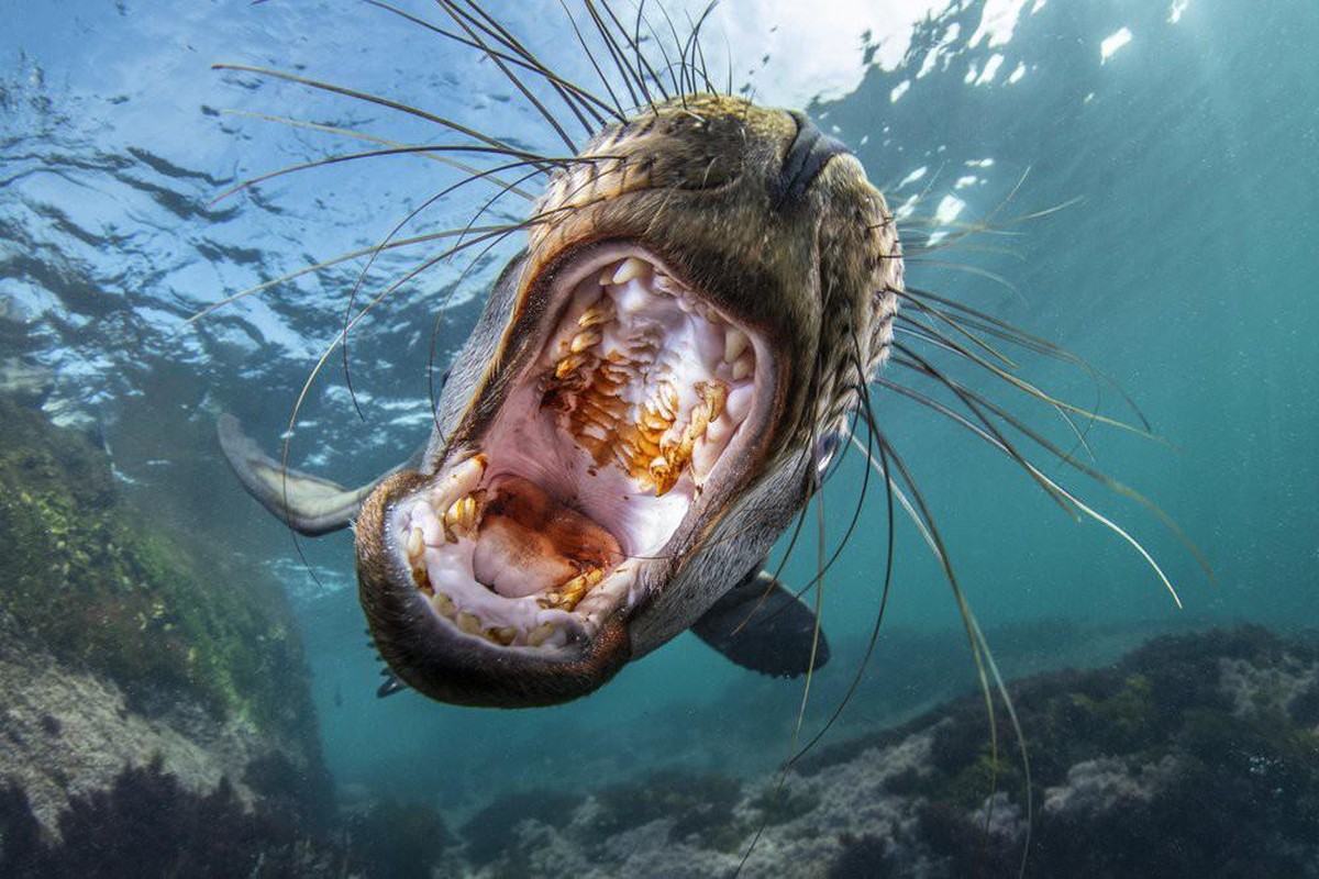 World Nature Photography Awards 2021: Animals in their Habitat, 2. Platz, Celia Kujala, US. Juvenile California sea lion, Coronado Islands, Baja California, Mexico.