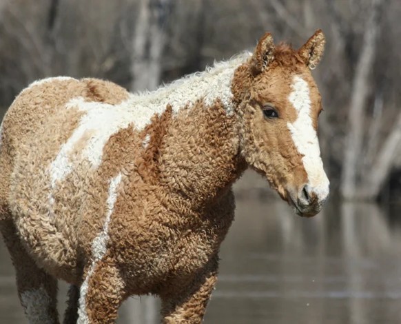 Lustige Tiere