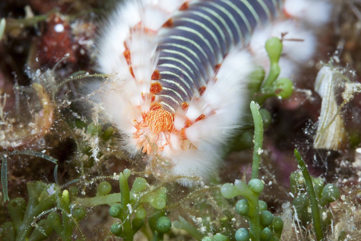 Feuerwurm, Hermodice carunculata, Insel Vis, Mittelmeer, Kroatien Fireworm, Hermodice carunculata, Vis Island, Mediterranean Sea, Croatia Feuerwurm, Kroatien *** Fireworm, Hermodice carunculata, Vis I ...
