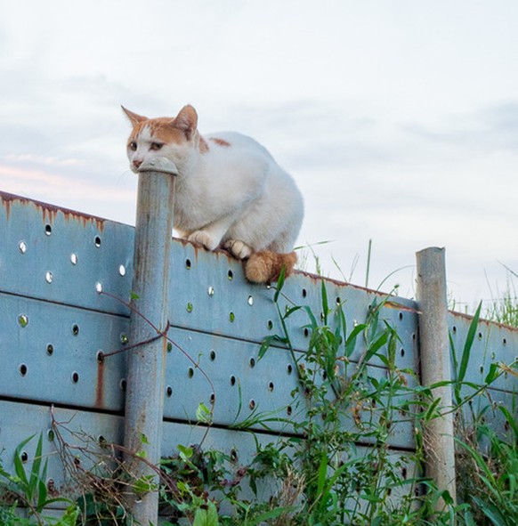 Katze optische Illusion