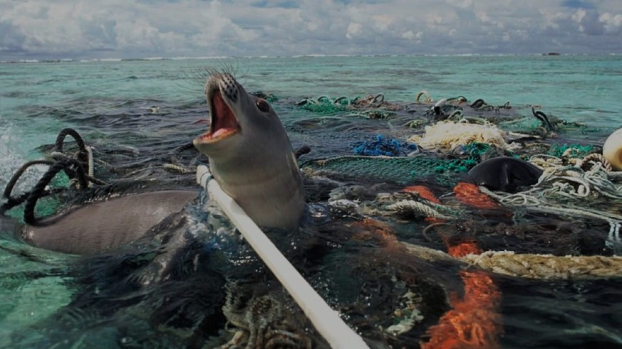 Plastikmüll Robbe Umweltverschmutzung Garbage Meeresverschmutzung