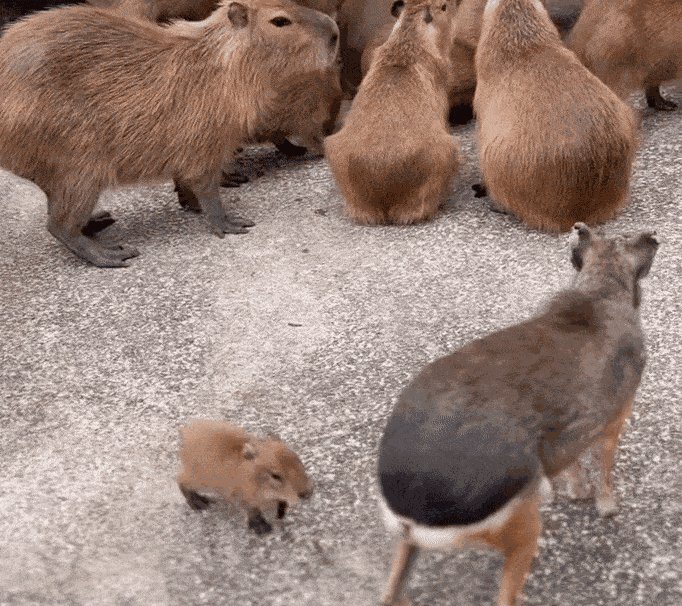 Animiertes GIF