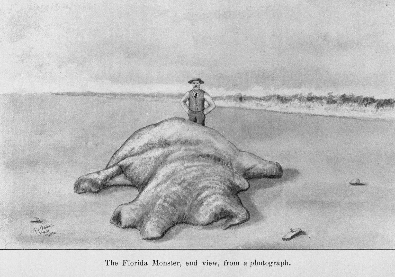 St. Augustine Monster