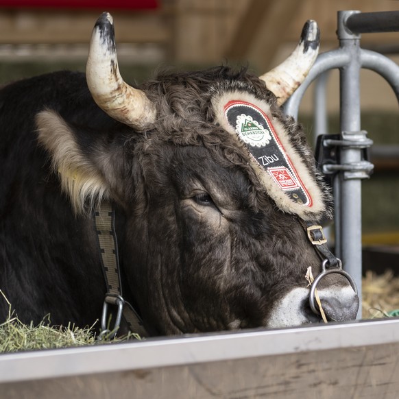 Siegermuni Zibu im Gabentempel des Eidgenoessischen Schwing- und Aelplerfestes 2025 Glarnerland+, am Freitag, 15. August 2025, in Mollis. (KEYSTONE/Gian Ehrenzeller)