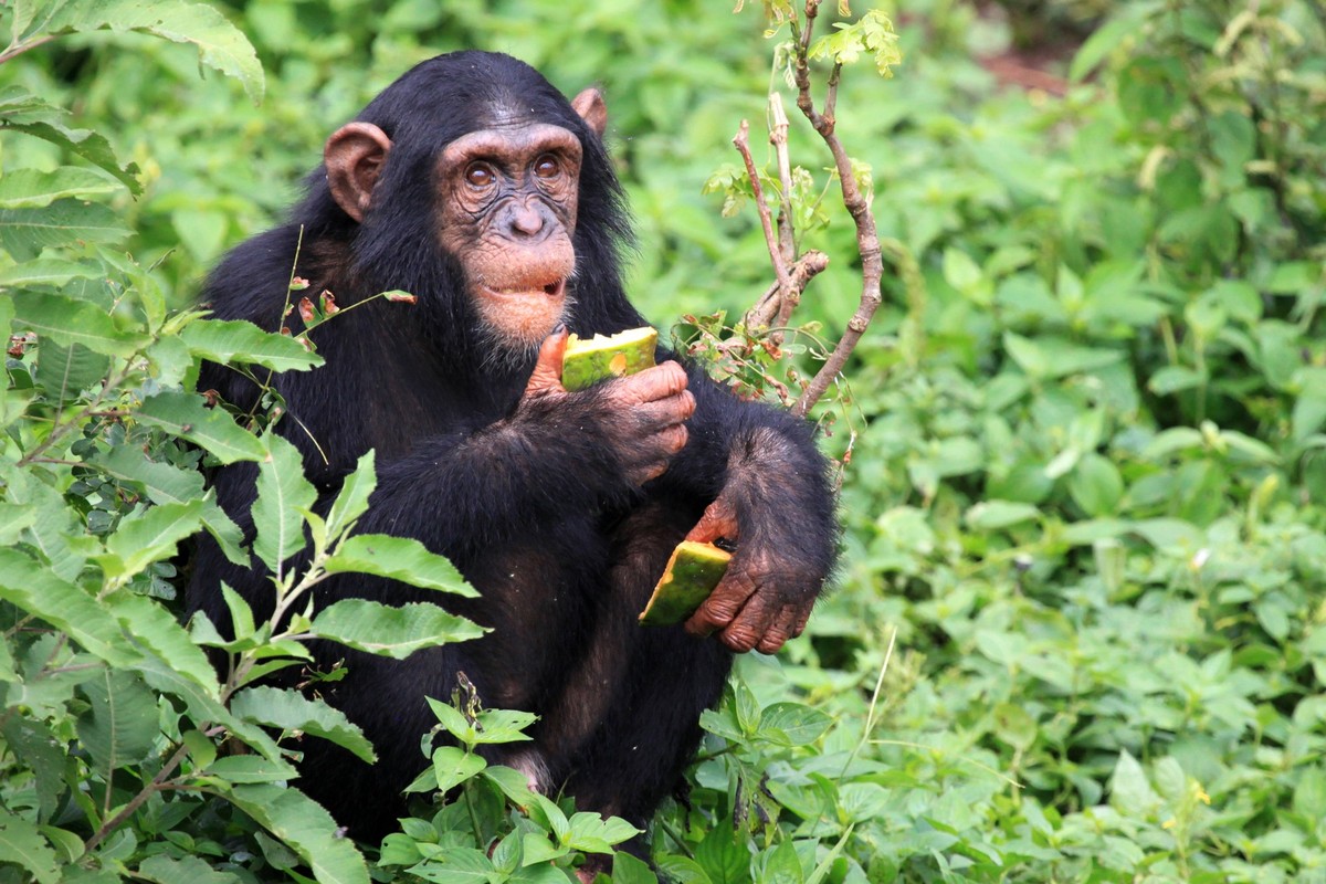 Chimpanzee Sanctuary, Game Reserve - Uganda, East Africa Copyright: xSamxD Cruzx/xDesignxPicsx , 30995579 PUBLICATIONxINxGERxSUIxAUTxONLY Copyright: SamxD Cruzx/xDesignxPics 30995579