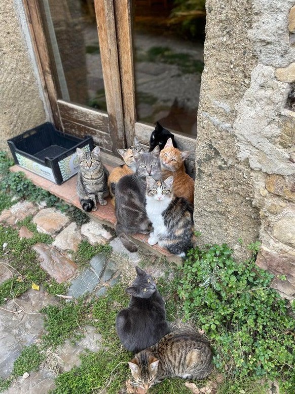 cute news animals tiere katzen cat

https://www.reddit.com/r/cats/comments/qg5n0i/i_think_they_want_me_to_open_the_door/