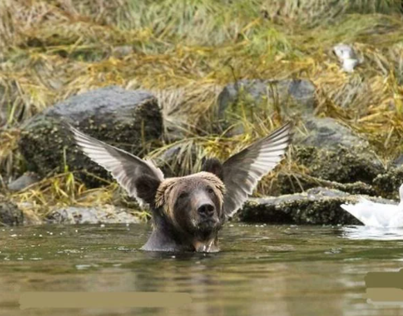 Bär mit Vogelaccessoire