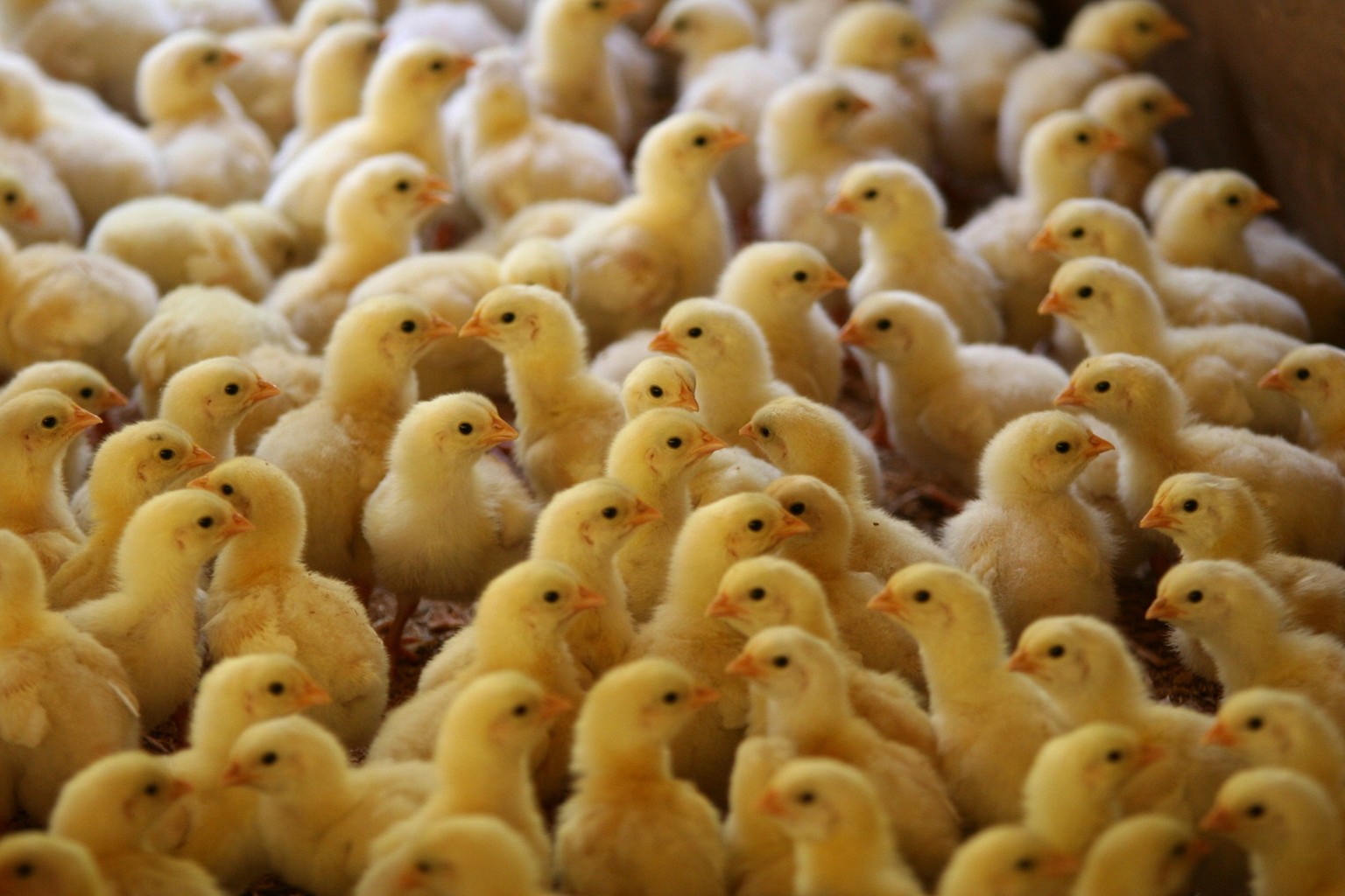 Tausende männliche Küken werden pro Jahr getötet, um den Schweizer Eierkonsum zu stillen. Das soll sich nun ändern.