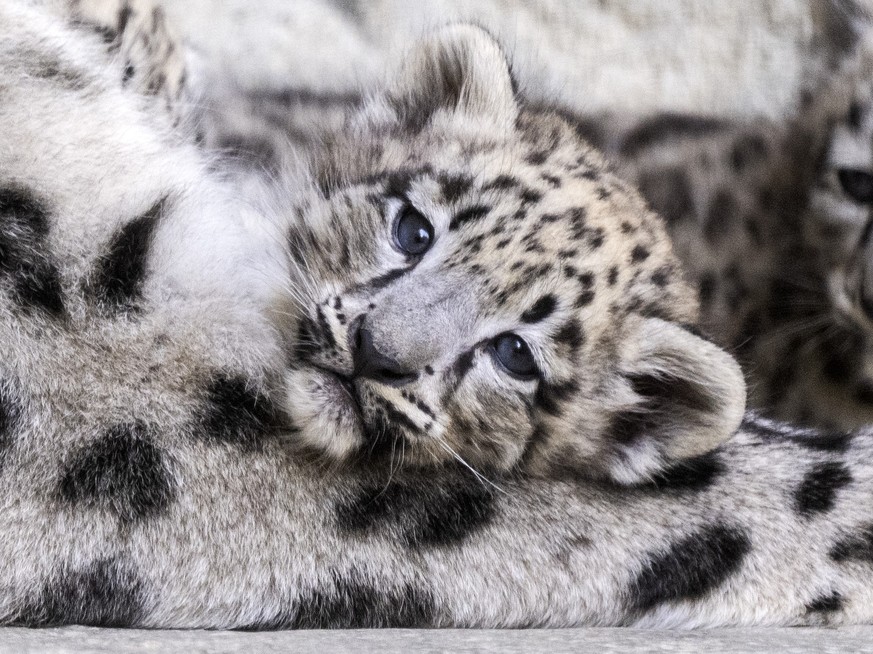 Die drei Schneeleoparden-Jungtiere im Zoo Zuerich, aufgenommen am Donnerstag, 10. Juli 2025 in Zuerich. (KEYSTONE/Ennio Leanza)