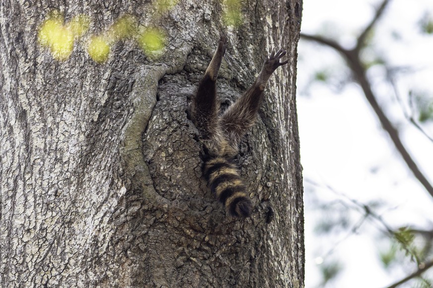 Waschbär.