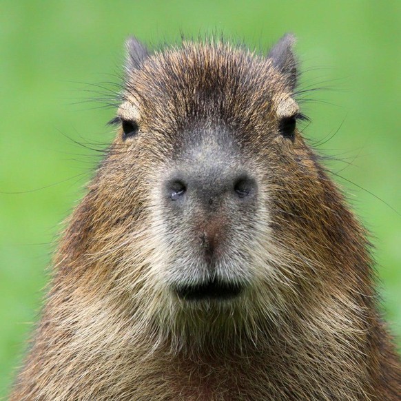 capybara cute news animals tiere

https://www.reddit.com/r/capybara/comments/pwz65d/sigma_stare/