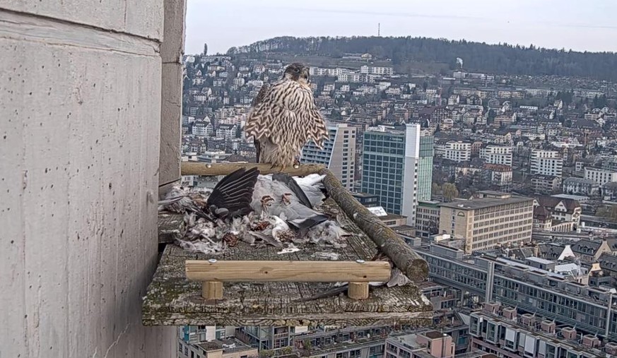 Aufnahme von Dienstagmorgen: Der Wanderfalke ist zurück im Zürcher Kreis 5.