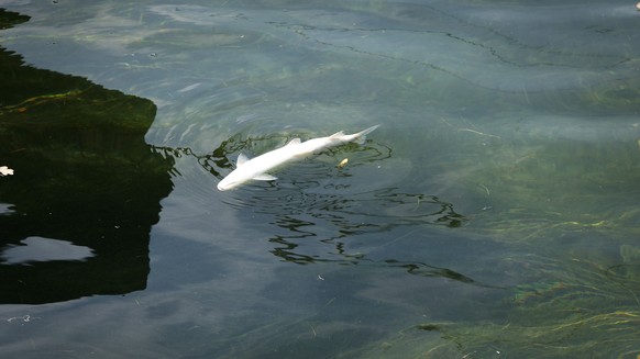 A dead fish swims on the water surface of the Rhine, on Monday, 6 August 2018, in Schaffhausen, Switzerland. A mass death of fish hast started in the Rhine. Especially the cold-loving grayling suffer  ...
