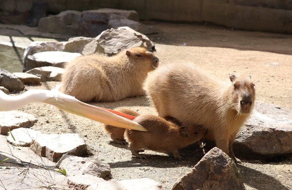 cute news tier capybara 

https://www.reddit.com/r/capybara/comments/15fkrnt/vicious_attack_during_lunch_is_nothing_sacred/