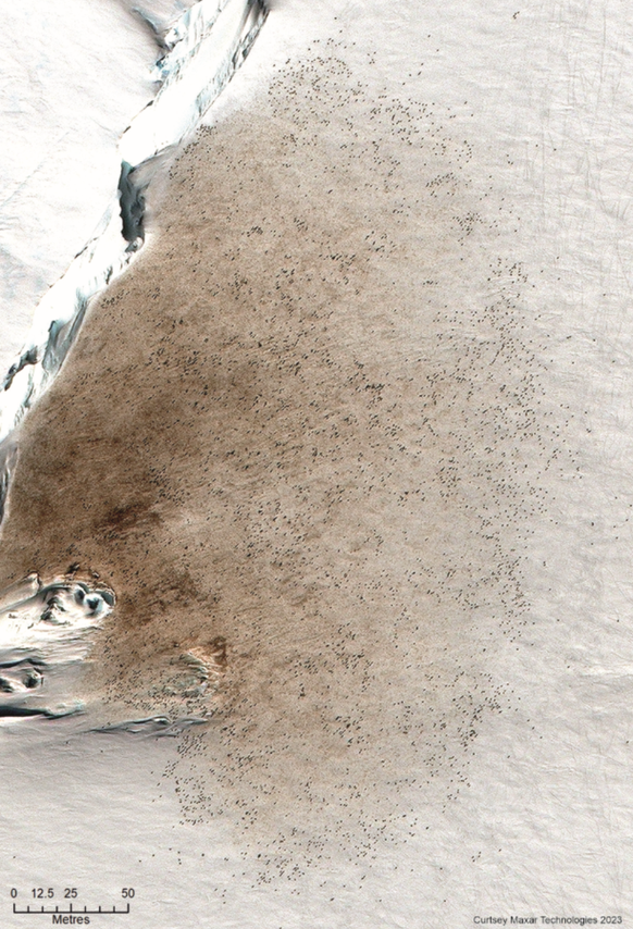 Guano von Kaiserpinguinen in der Antarktis, gesehen via Satellit. Maxar Technologies.