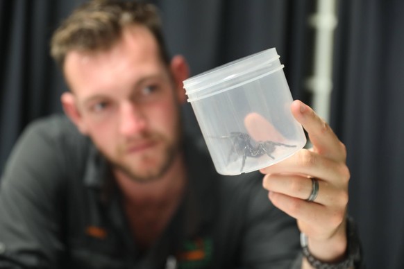 The Australian Reptile Park has received the biggest funnel web spider they have ever had donated to the program that keepers have dubbed MEGASPIDER. Measuring in at 8cm (the average size is 1-5cm) wi ...