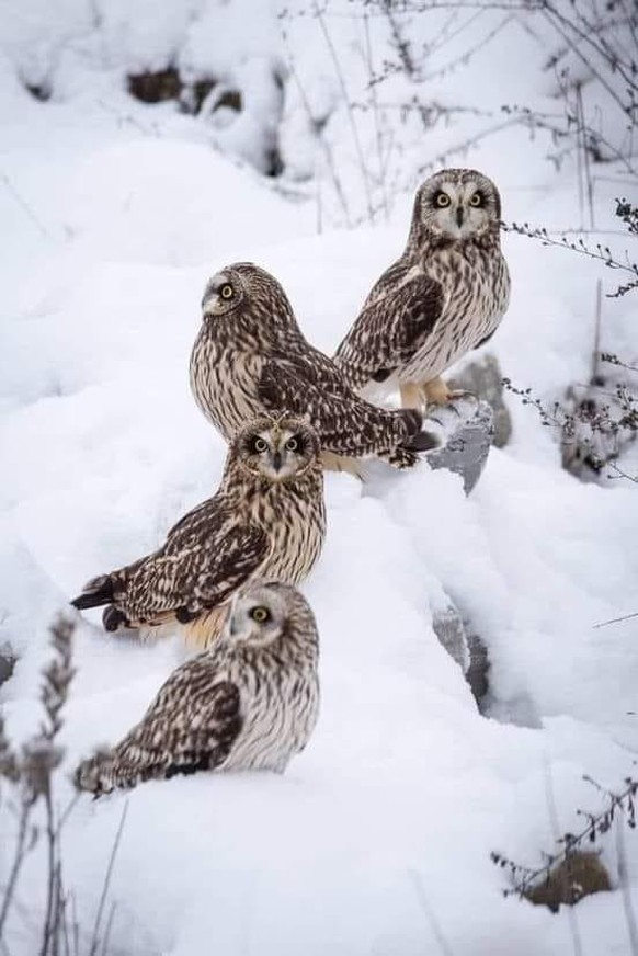 cute news tier Sumpfohreule vogel

https://www.reddit.com/r/Owls/comments/1avv1m8/owls_gathering_short_eared_owls/