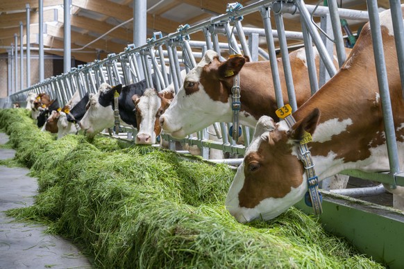 Kuehe fressen im Stall frisches Gras, anlaesslich der praesentation einer neuen Cowtoilet oder Kuhtoilete oder Kuh WC, welche fuer weniger ausstoss von Ammoniak im Kuhstall sorgen soll, am Mittwoch, 1 ...