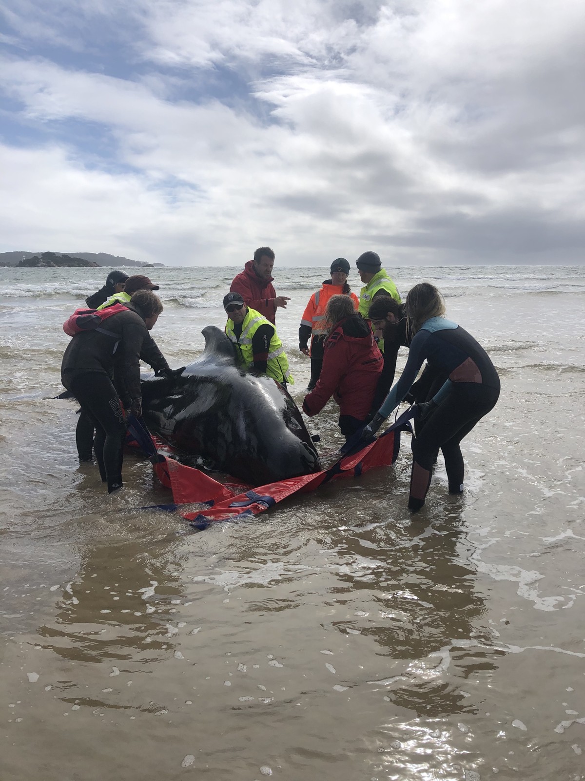 epa08689713 A handout photo made available by Tasmania Police on 23 September 2020 shows efforts to rescue hundreds of pilot whales stranded off Tasmania's remote west coast, at Macquarie Harbour ...